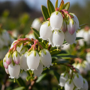 3 Patriot Blueberry Plants | 3L Pots